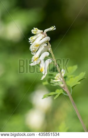 Pale Corydalis (pseudofumaria Alba) Flowers