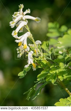 Pale Corydalis (pseudofumaria Alba) Flowers