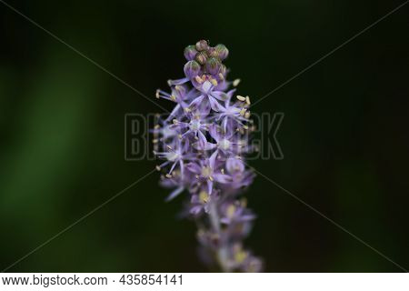 Scilla Scilloides Flowers. Asparagaceae Perennial Bulbous Plants. The Flowering Season Is From Augus