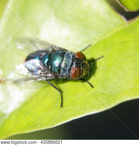Macro Shot Of A Common Oriental Latrine Fly With A Green-blue Metallic Colored Body With Red Eyes Si