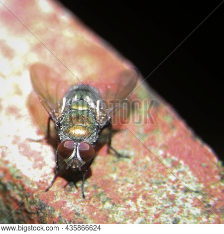 Macro Shot Of A Green And Yellow Colored Australian Sheep Blow Fly With Dark Red Eyes Sitting On The