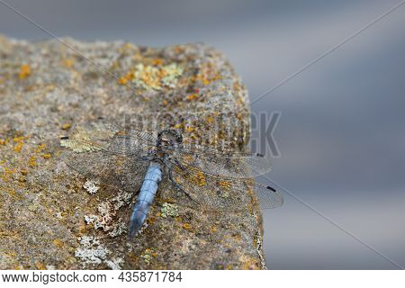 Southern Skimmer Dragonfly - Orthetrum Brunneum Sitting On Stone, Czech Republic, Europe Wildlife