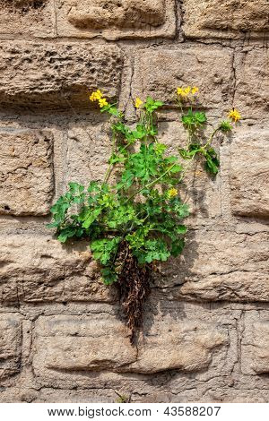 Chelidonium majus