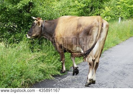 Beautiful Big Milk Cow Grazes On Green Meadow