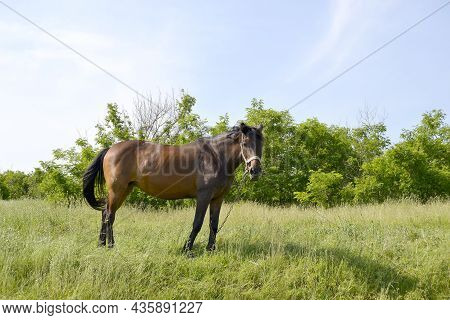 Beautiful Wild Brown Horse Stallion On Summer Flower Meadow
