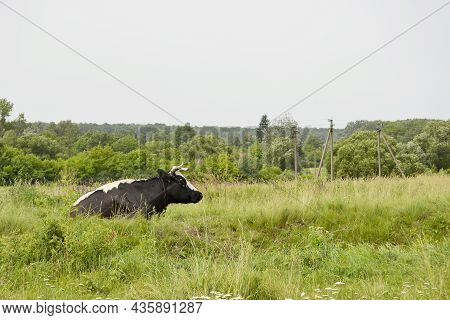 Beautiful Big Milk Cow Grazes On Green Meadow