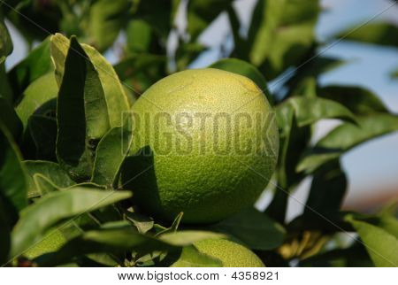 Arancio verde