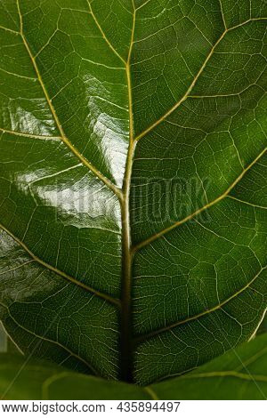 Close Up Of Leaf Of Tropical Fiddle Leaf Fig Ficus Lyrata Houseplant Isolated On White Background Ma