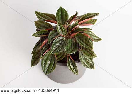 Peperomia Caperata Rosso Plants With Beautiful Leaves Texture Isolated On White Background, Potted P