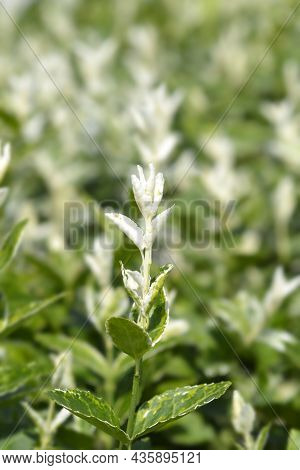 Wintercreeper Harlequin - Latin Name - Euonymus Fortunei Harlequin