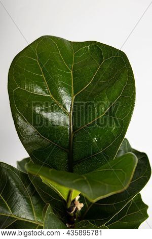 Close Up Of Leaf Of Tropical Fiddle Leaf Fig Ficus Lyrata Houseplant Isolated On White Background