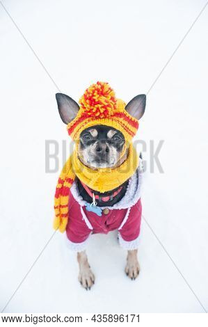 Dog In A Funny Knitted Hat With Pumpon In The Winter Forest. Concept  Warm Clothes For Dogs.