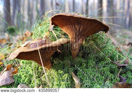 Toxic Mushroom Paxillus Involutus Growing In The Forest