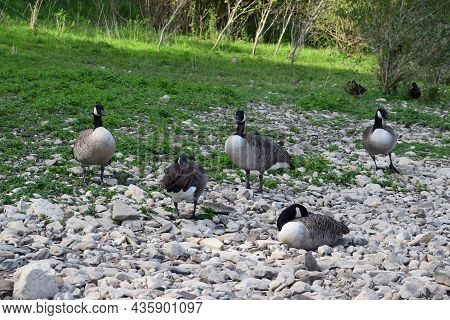 Swarm Of Canada Geese At The Rhine Shore