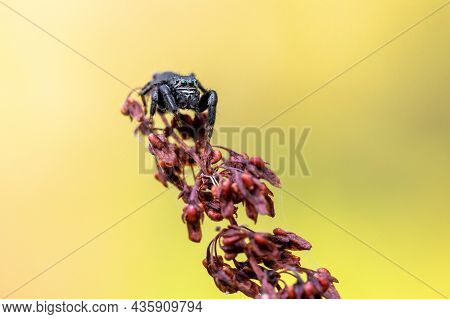 Black Jumper (evarcha Arcuata, Jumping Spider) Crawling On A Dry Leaf. Close-up Image Of A Spider, M