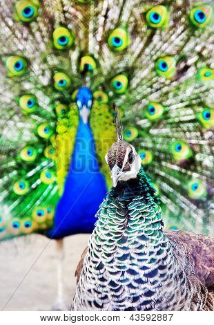 bright peacock with open tail and peacock chicken portrait
