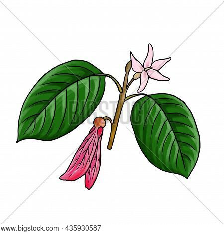 Drawing Branch Of Dipterocarpus Isolated At White Background, Hand Drawn Illustration
