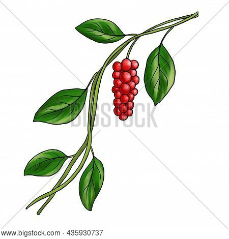 Drawing Plant Of Chinese Magnolia-vine, Schisandra Chinensis, Isolated At White Background, Hand Dra
