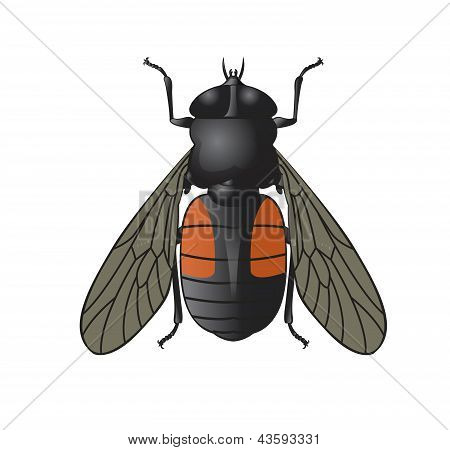 Mosca canina