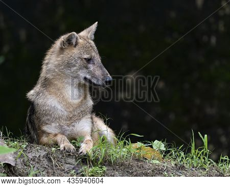 The Bengal Fox, Also Known As The Indian Fox, Is A Fox Endemic To The Indian Subcontinent From The H