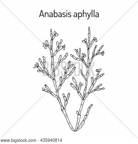 Anabasis Aphylla Medicinal Plant. Hand Drawn Botanical Vector Illustration