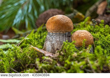 Autumn Cep Mushrooms With Brown Cap. Boletus Edulis Among The Moss In The Forest Thicket. Concept Co