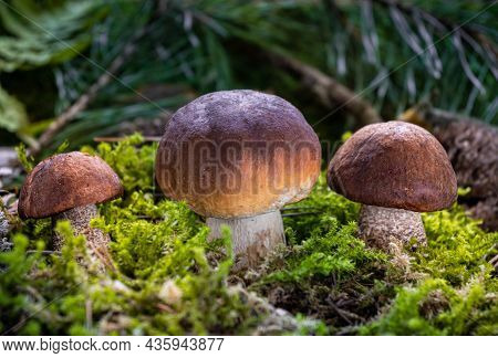 Boletus Edulis Among The Moss In The Forest