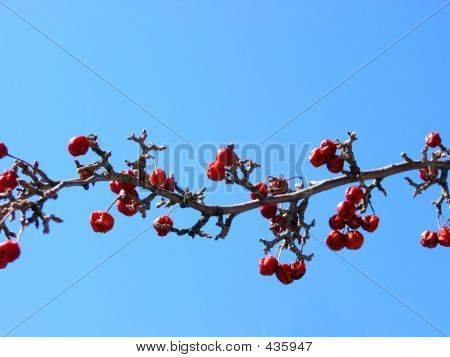 Ветка яблони