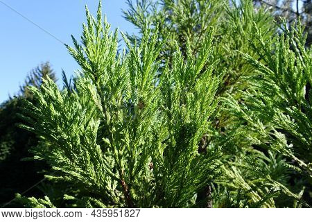 Sky And Bright Green Foliage Of Cryptomeria Japonica In Mid August