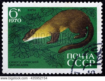 Ussr - Circa 1970: Postage Stamp 'yellow-throated Marten' Printed In Ussr. Series: '35th Anniversary