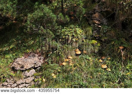 Mushroom Season In Spain. Autumn In Ordesa Y Monte Perdido National Park In Pyrenees. Larch Bolete E