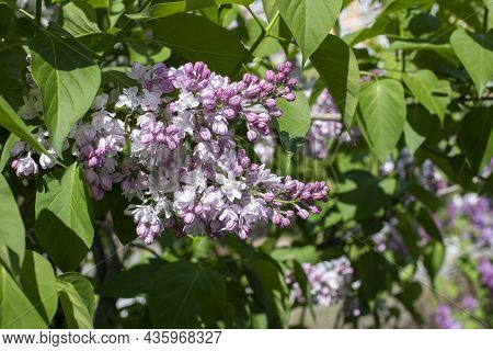 Syringa Flower Lilac Blossom Natrual Color Background Photography