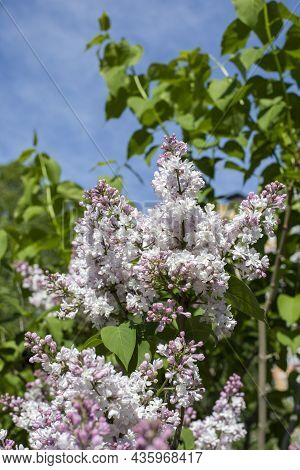 Syringa Flower Lilac Blossom Natrual Blooming Flower Light Lilac Color, Vertical Photography