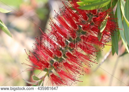 Red Tropical Background With A Flower Of Callistemon Viminalis, Colorful Blooming Of Exotic Plant.