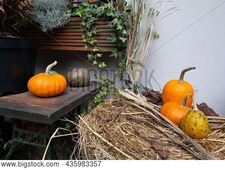 Moscow, Russia 10 12 2021 Pumpkins And Autumn Leaves, Symbol Of Autumn Harvest, Thanksgiving, Mabon 