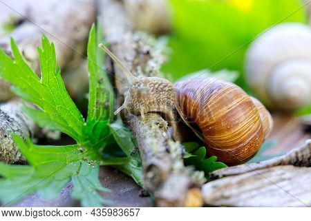 Burgundy Snail Helix Pomatia Or Escargot Is A Species Of Land Snail. Burgundy Snail Gliding On The G