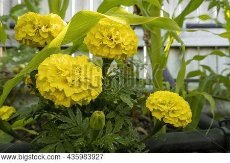 Marigold Plants Amongst Corn In A Home Garden To Protect The Crop Against Bugs