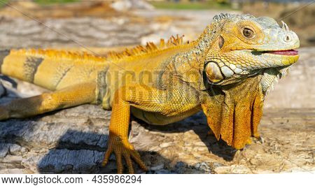 The Common Green Iguana (iguana Iguana), The American Iguana, Is A Large, Arboreal, Herbivorous Spec