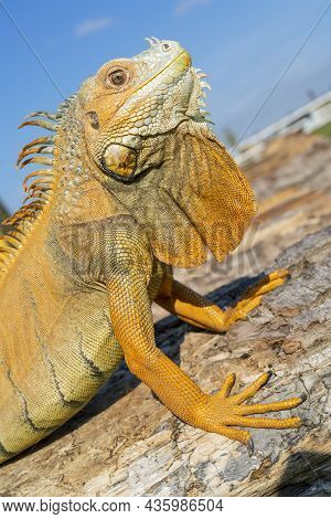 The Common Green Iguana (iguana Iguana), The American Iguana, Is A Large, Arboreal, Herbivorous Spec