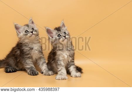 Two Fluffy Silver Maine Coon Small Kittens Looking Up