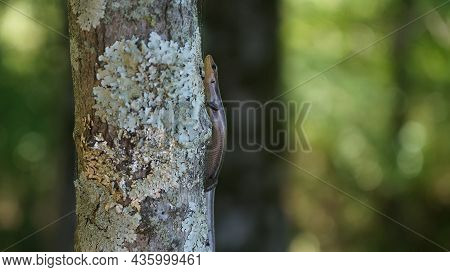 Little Brown Skink (scincella Lateralis) Also Known As Ground Skink, Is One Of The Smallest Species 