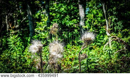 Giant Goat's Beard Dandelion Seed Head