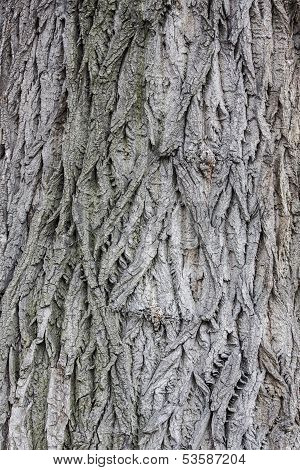 Populus bark texture