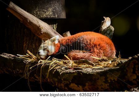 Red Panda