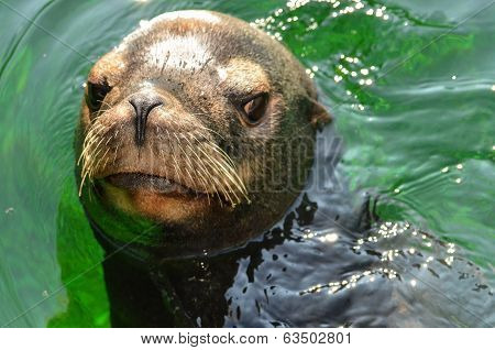 Sea Lion