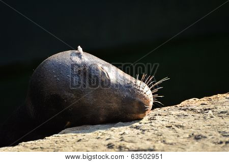 Sea Lion