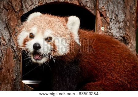 Red Panda