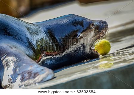 Sea Lion