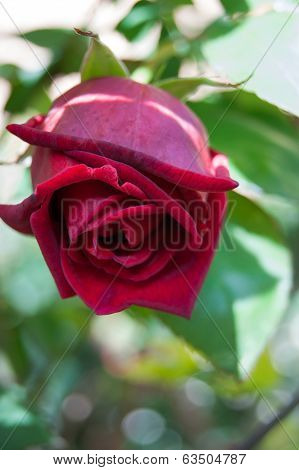 rose