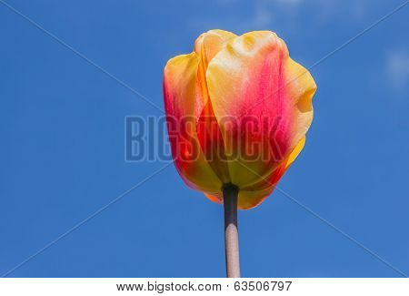 Single Yellow And Red Tulip Against A Blue Sky